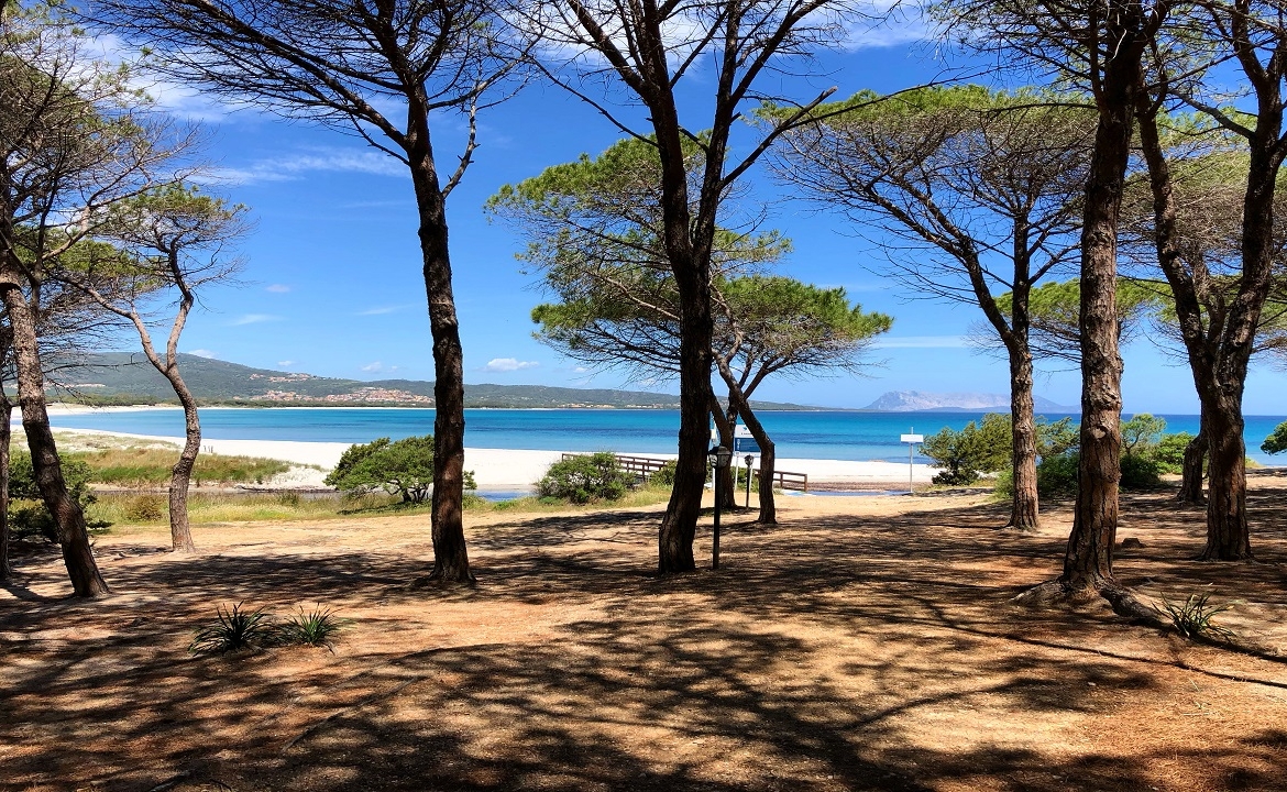 Pinewood and beach in Tanaunella
